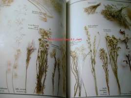 dried flowers