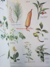 Gesundheit aus der Apotheke Gottes - Ratschläge und Erfahrungen mit heilkräutern -Lääkekasvit